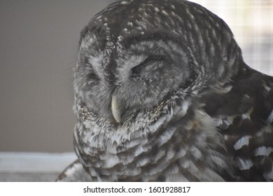 Barred Owl Nature Photography Close-up Photo Taken At Bear Creek Park In Houston Texas