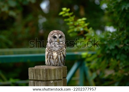 Barred Owl on Fence Post. A Barred Owl resting on top of a fence post.

                               