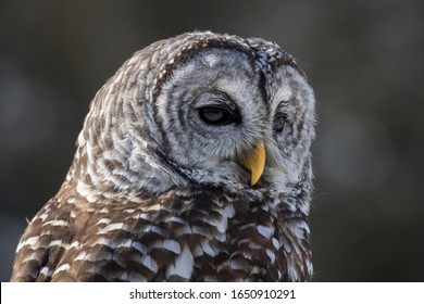 Barred Owl On A Tree