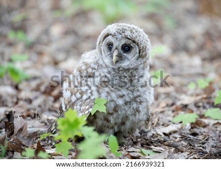 Barred owl owlet just fell out of a tree and now resting on the forest floor in Canada