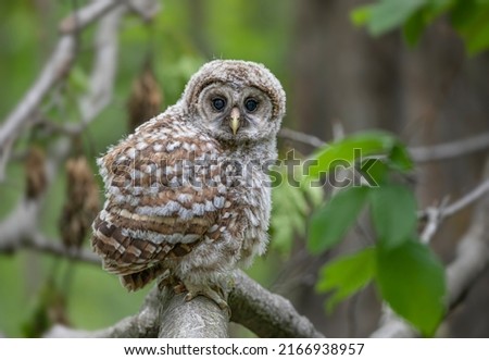 Barred owl owlet perched high on a branch in the forest in Canada