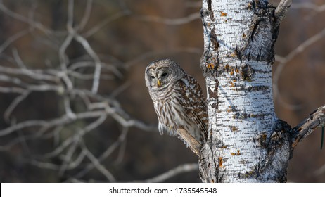 A Barred Owl Perched In A Birch Tree.