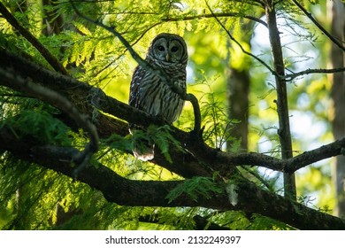 Barred Owl Perched On A Tree Branch