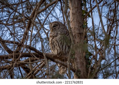 Barred Owl Perched On A Tree Branch