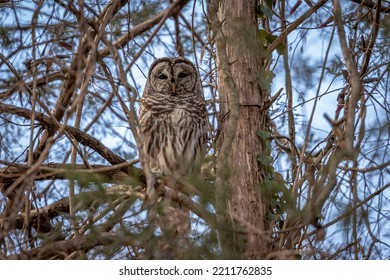 Barred Owl Perched On A Tree Branch