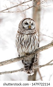 Barred owl perching in a tree branch with a white backgroud