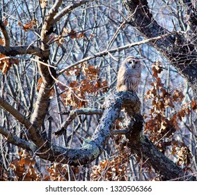 Barred Owl Plum Island Massachusetts