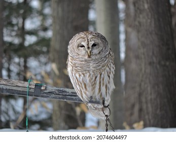           A Barred Owl Roosting On A Black Metal Pole In The Winter