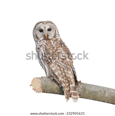 Barred Owl sitting on a branch isolated on white