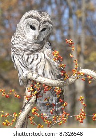 Barred Owl Sitting On A Twisted Branch With Bittersweet Berries On A Beautiful Autumn Day.