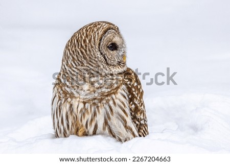 A Barred Owl sitting in the snow.
