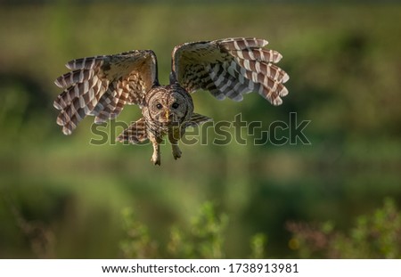 A barred owl in Southern Florida 