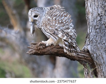 Barred Owl standing on a tree branch in the forest eating a mouse, Quebec, Canada - Powered by Shutterstock