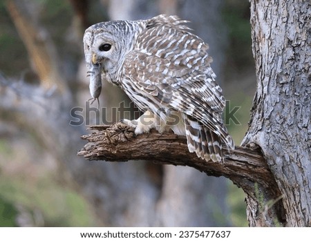 Barred Owl standing on a tree branch in the forest eating a mouse, Quebec, Canada