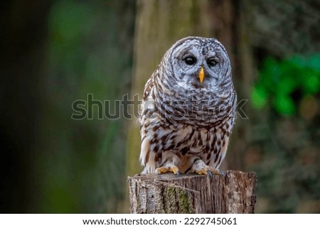The barred owl (Strix varia)