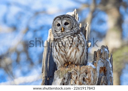 Barred owl (Strix varia) perched on an old tree stump in winter in Canada