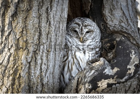 Barred Owl (Strix varia) roosts in its cozy cavity. Like a woodland sprite, keeping watch of its portion of forest. Exceptionally charismatic owl species, waiting for dusk to hunt 