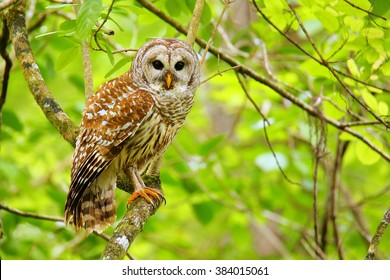 Barred owl (Strix varia) sitting on a tree. Barred owl is best known as the hoot owl for its distinctive call