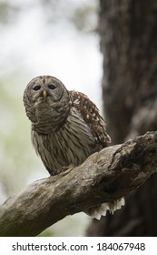 Barred Owl, Strix Varia,aka Hoot Owl, On Tree Limb, Eastern Texas, United States