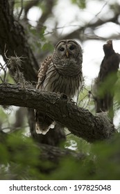 Barred Owl, Strix Varia,aka Hoot Owl, On Tree Limb, Eastern Texas, United States