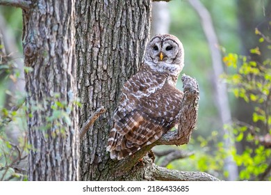 Barred Owl Texas Park And Wildlife 