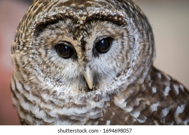 Barred Owl Upstate New York Adirondacks Winter Raptor Fest