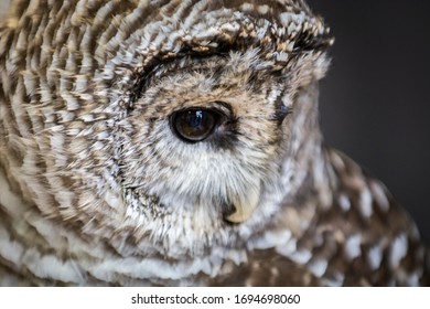 Barred Owl Upstate New York Adirondacks Winter Raptor Fest