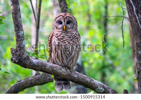 Barred Owl in the wild found in South Florida.