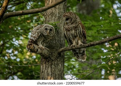 Barred Owl with its young perched on a branch - Powered by Shutterstock