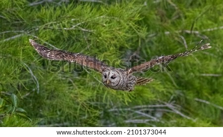 A barred owlet captured in a flight