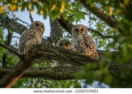 Barred Owlets waiting to be fed