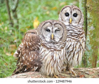 Barred Owls