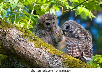 Barred Owls In Beacon Hill Park, Victoria BC, Canada