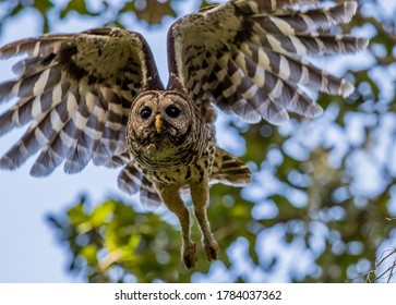 Barred Owls Flyig Through An Oak Hammock