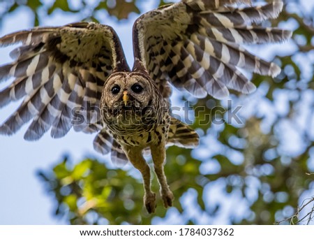 barred owls flyig through an oak hammock