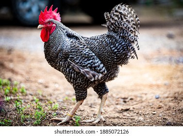 Barred Plymouth Rock Chicken At Fram