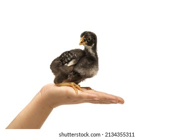 Barred Plymouth Rock Chicken Isolated On Hand.