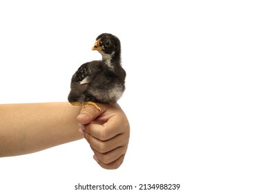 Barred Plymouth Rock Chicken Isolated On Hand.