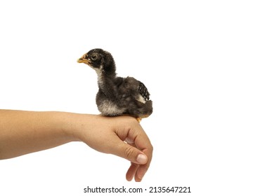 Barred Plymouth Rock Chicken Isolated On Hand.