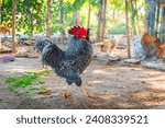 Barred Plymouth Rock Chicken,Chicken breeder
