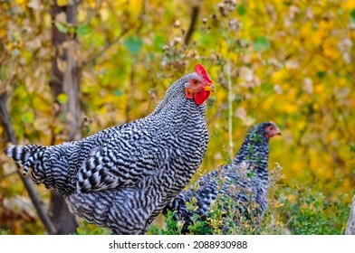 A Barred Plymouth Rock chickens with fall colors in the background 