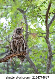 Barred Texas Owl On Branch