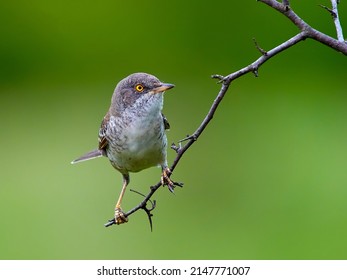 barred warbler - migratory passerine singing bird (Sylvia nisoria) sitting on branch