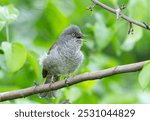 Barred warbler, Sylvia nisoria. A bird sings sitting on a branch against a beautiful background