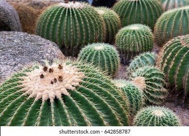 Barrel Cactus