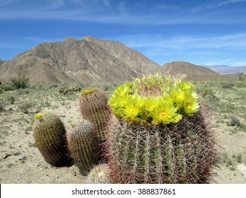 Barrel Cactus In Bloom