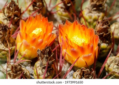 Barrel Cactus In Bloom.  Arizona Cactus Garden, Stanford, California, USA.