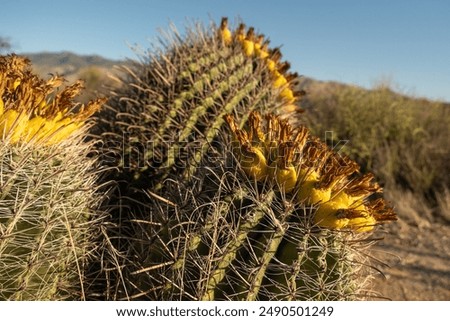 Barrel cactus with fruit and sharp fishhook spines in Saguaro National Park