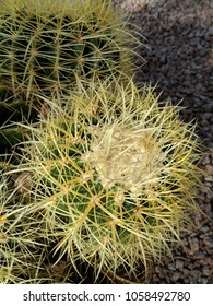 Barrel Cactus In Paradise Valley Arizona