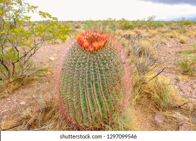 Barrel Cactus With Pink Blossoms Sitting In The Desert.
30 July 2006
El Paso, Texas
